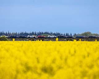 Die Transportwagen des blauen AUTOZUG Sylt fahren vollbeladen durch ein blühendes Rapsfeld.