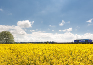 Fahrt durch ein Rapsfeld